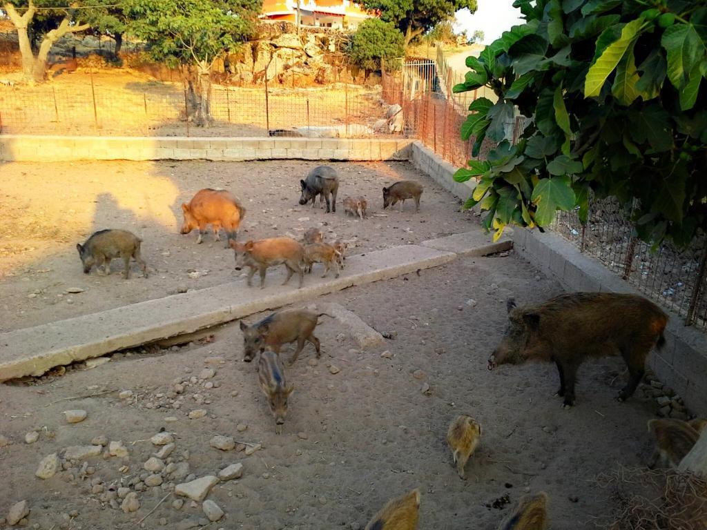 Agriturismo Pentuma Chiaramonti Екстер'єр фото