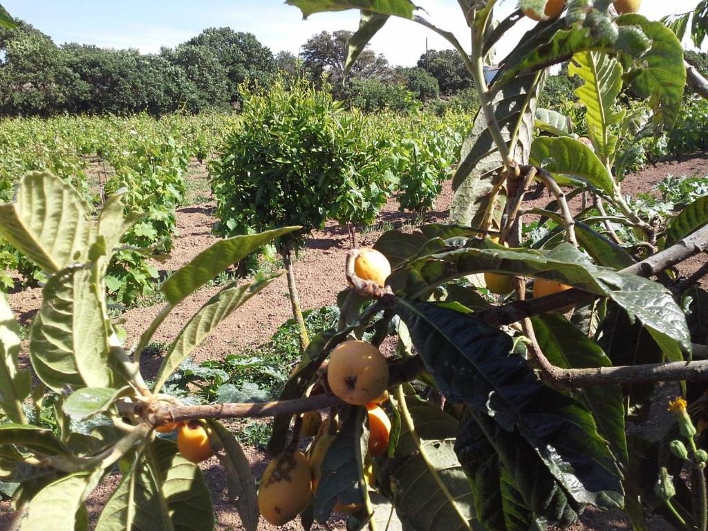 Agriturismo Pentuma Chiaramonti Екстер'єр фото